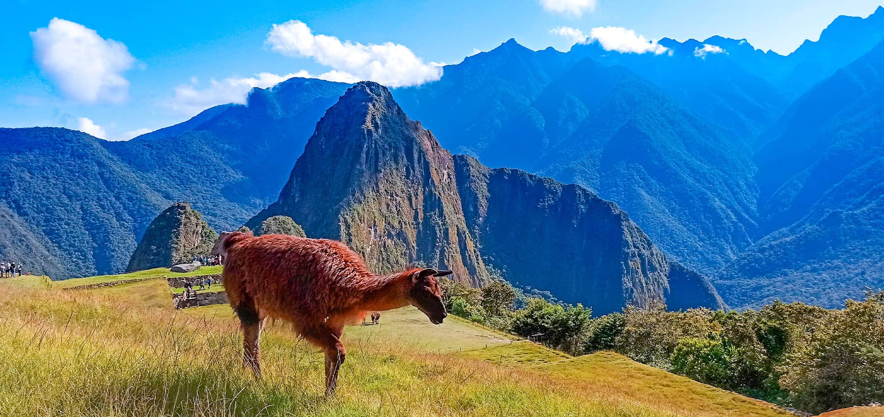 llama in Machu Picchu